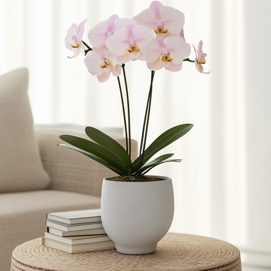 Moth orchid - Phalaenopsis - Height 50-60cm - ⌀12cm