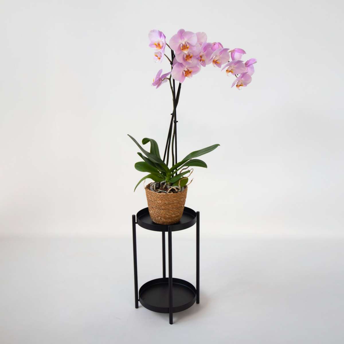 Moth orchid - Phalaenopsis - Height 50-60cm - ⌀12cm