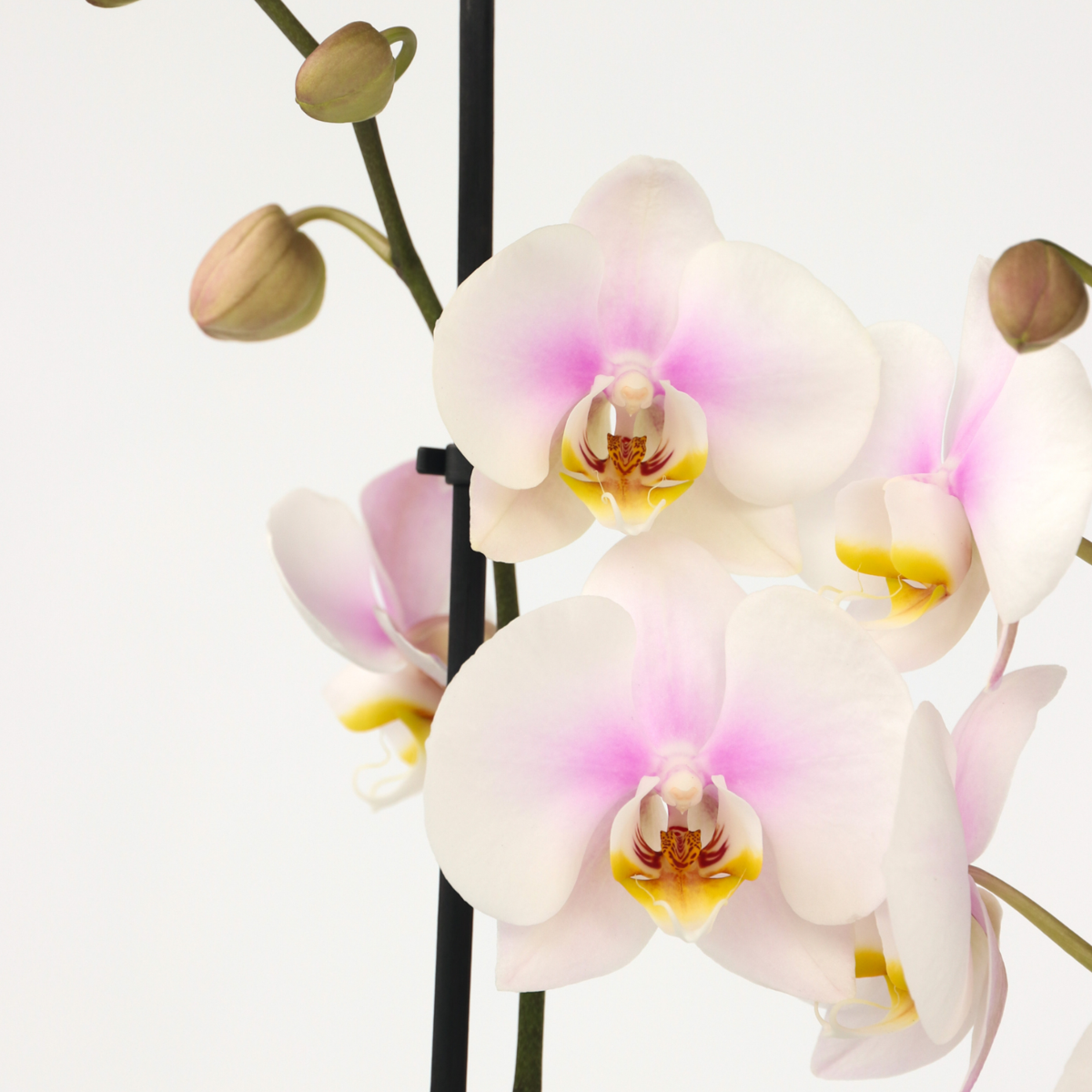 Moth orchid - Phalaenopsis - Height 50-60cm - ⌀12cm