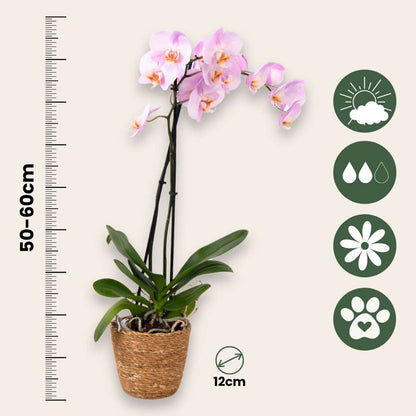 Moth orchid - Phalaenopsis - Height 50-60cm - ⌀12cm