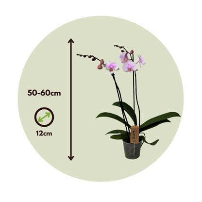 Moth orchid - Phalaenopsis - Height 50-60cm - ⌀12cm