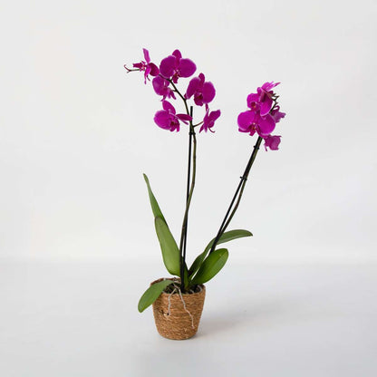 Moth orchid - Phalaenopsis - Height 50-60cm - ⌀12cm