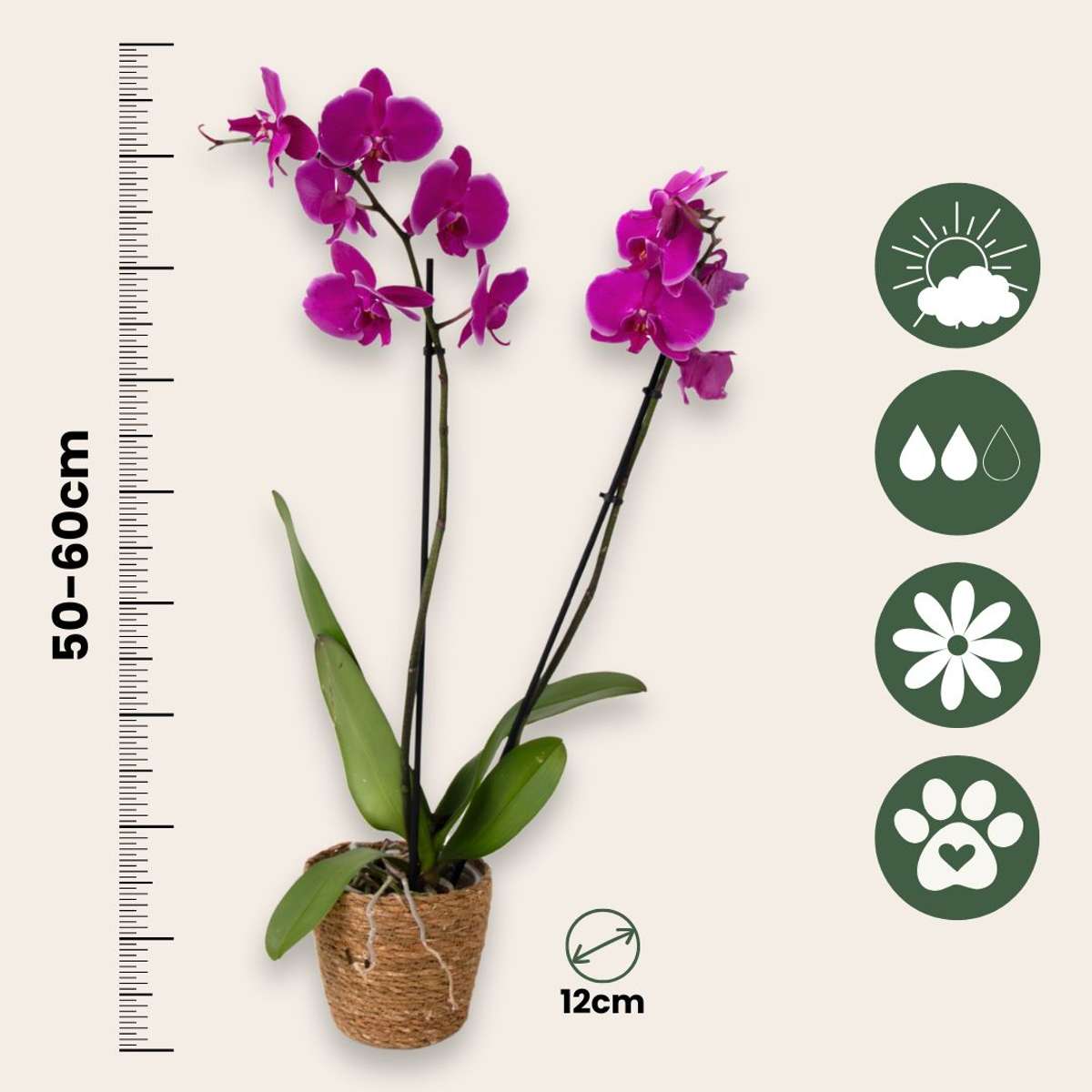 Moth orchid - Phalaenopsis - Height 50-60cm - ⌀12cm