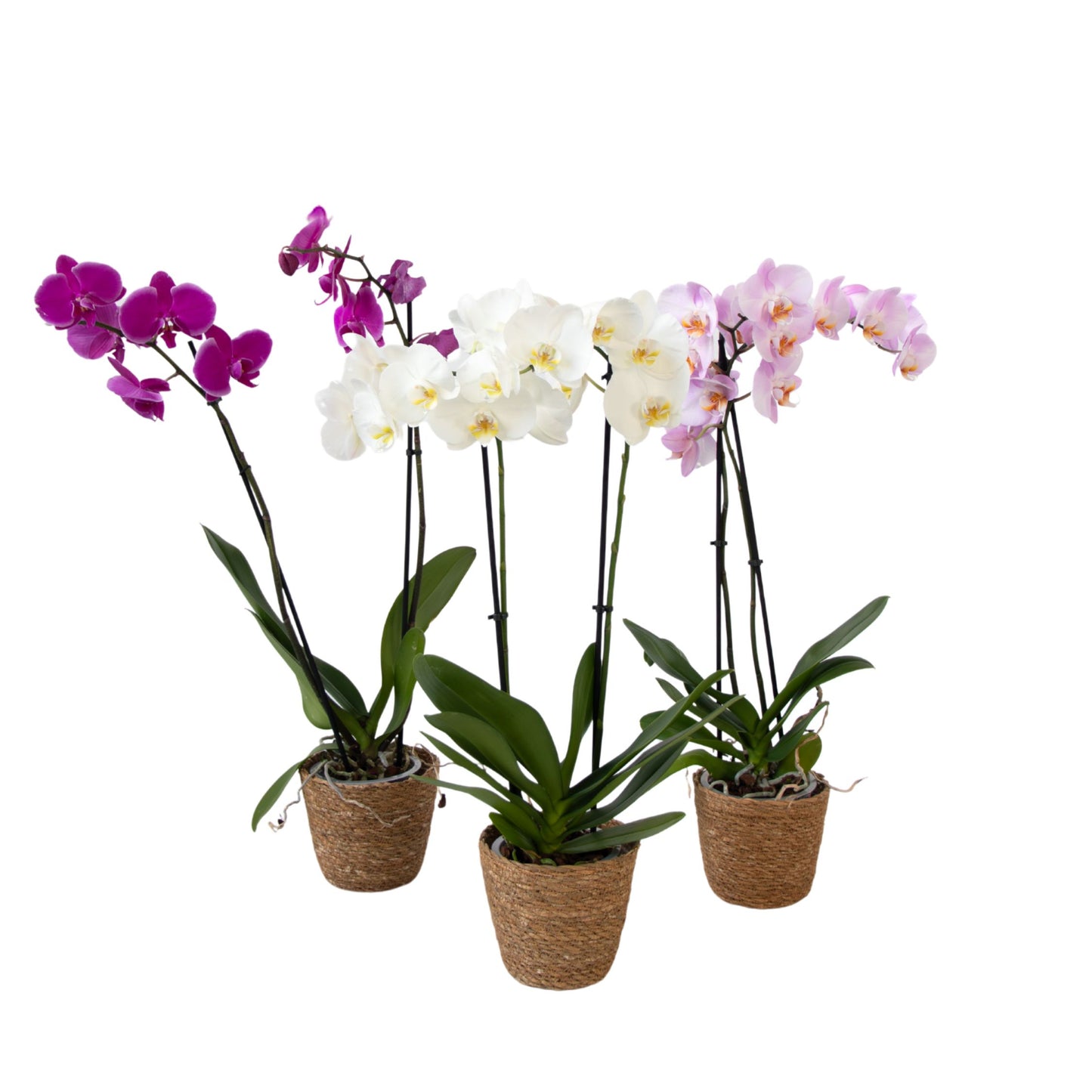 Moth Orchid - Mix of 3 - Phalaenopsis in deco basket - Height 50-60cm - ⌀12cm