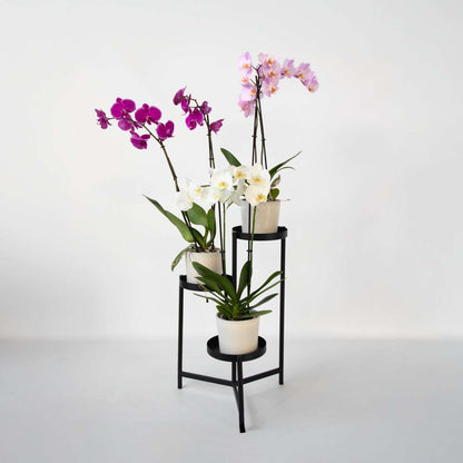Moth Orchid - Mix of 3 - Phalaenopsis - Height 50-60cm - ⌀12cm