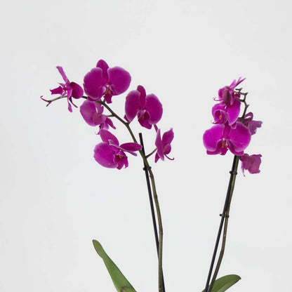 Moth Orchid - Mix of 3 - Phalaenopsis - Height 50-60cm - ⌀12cm