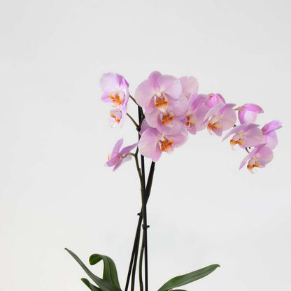 Moth Orchid - Mix of 3 - Phalaenopsis - Height 50-60cm - ⌀12cm