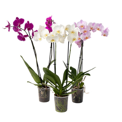 Moth Orchid - Mix of 3 - Phalaenopsis - Height 50-60cm - ⌀12cm