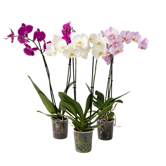 Moth Orchid - Mix of 3 - Phalaenopsis - Height 50-60cm - ⌀12cm