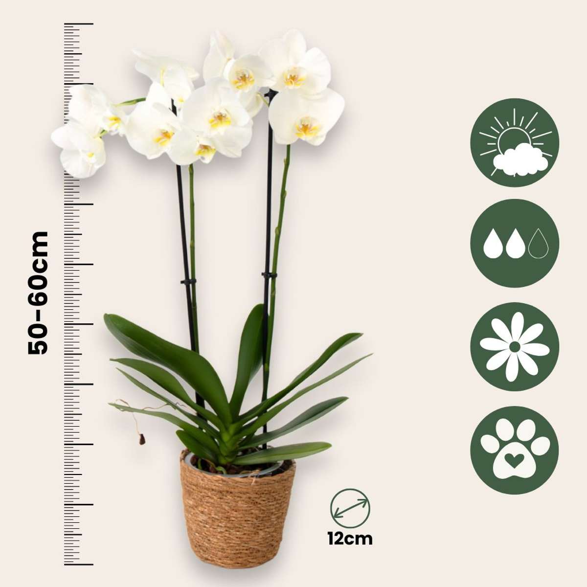 Moth Orchid - Mix of 3 - Phalaenopsis - Height 50-60cm - ⌀12cm