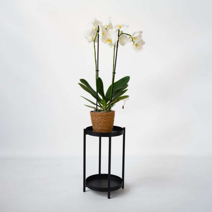 Moth orchid - Phalaenopsis - Height 50-60cm - ⌀12cm