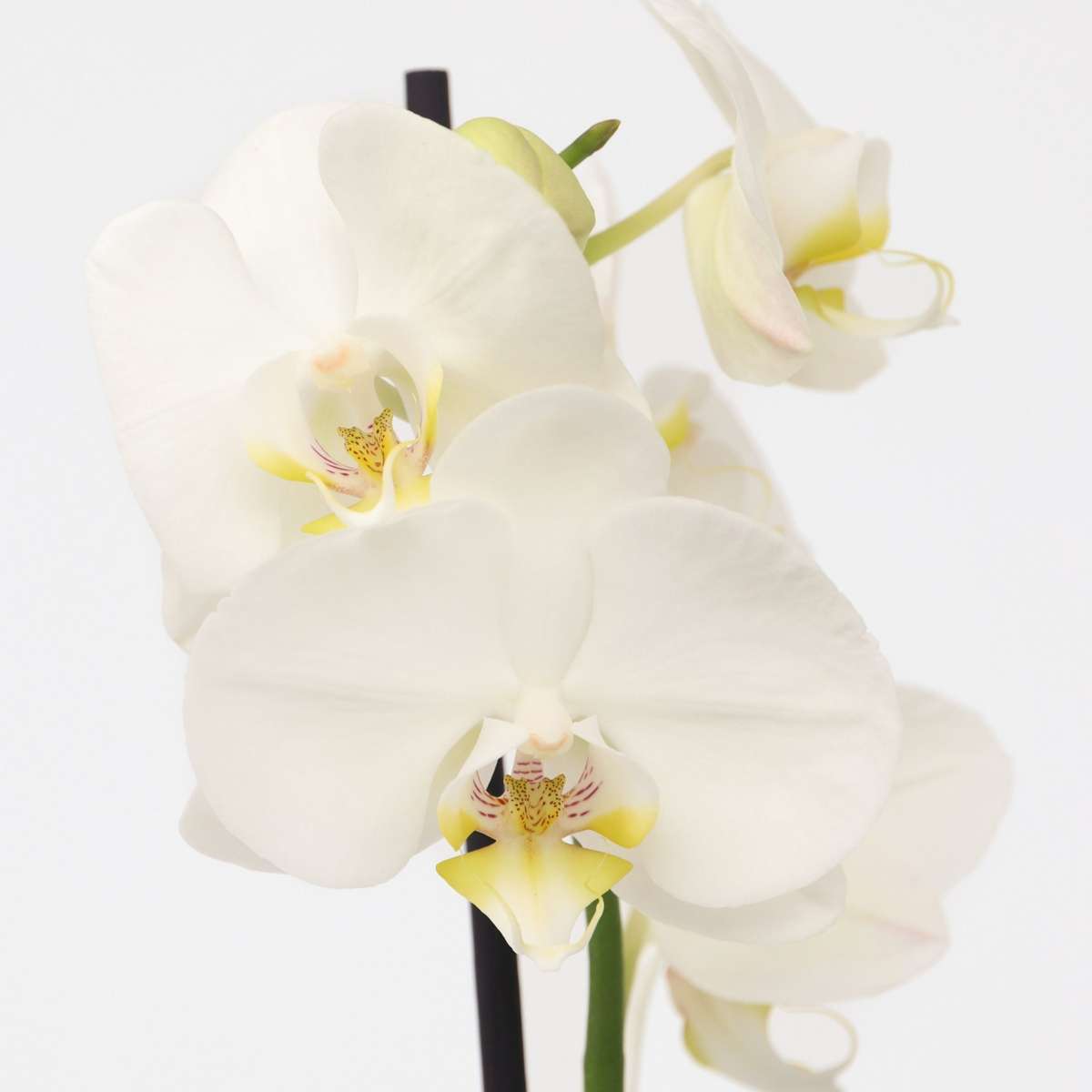 Moth orchid - Phalaenopsis - Height 50-60cm - ⌀12cm