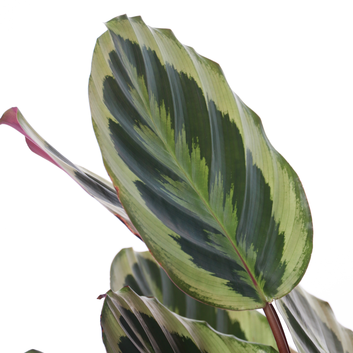 Prayer Plant - Calathea 'Marion' - Height 60-70cm - ⌀21cm