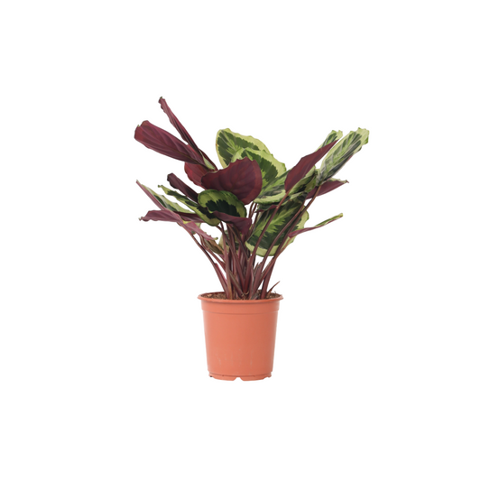 Prayer Plant - Calathea 'Marion' - Height 60-70cm - ⌀21cm