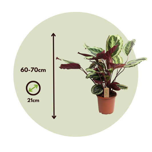 Prayer Plant - Calathea 'Marion' - Height 60-70cm - ⌀21cm