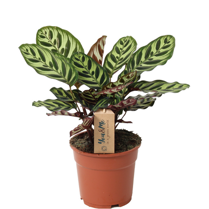 Prayer Plant - Calathea 'Makoyana' - Height 40-50cm - ⌀17cm
