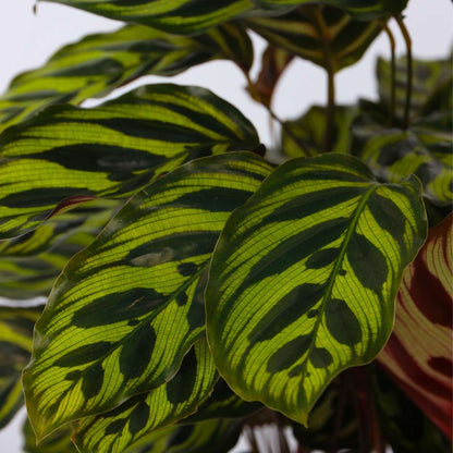 Prayer Plant - Calathea 'Makoyana' - Height 60-70cm - ⌀21cm