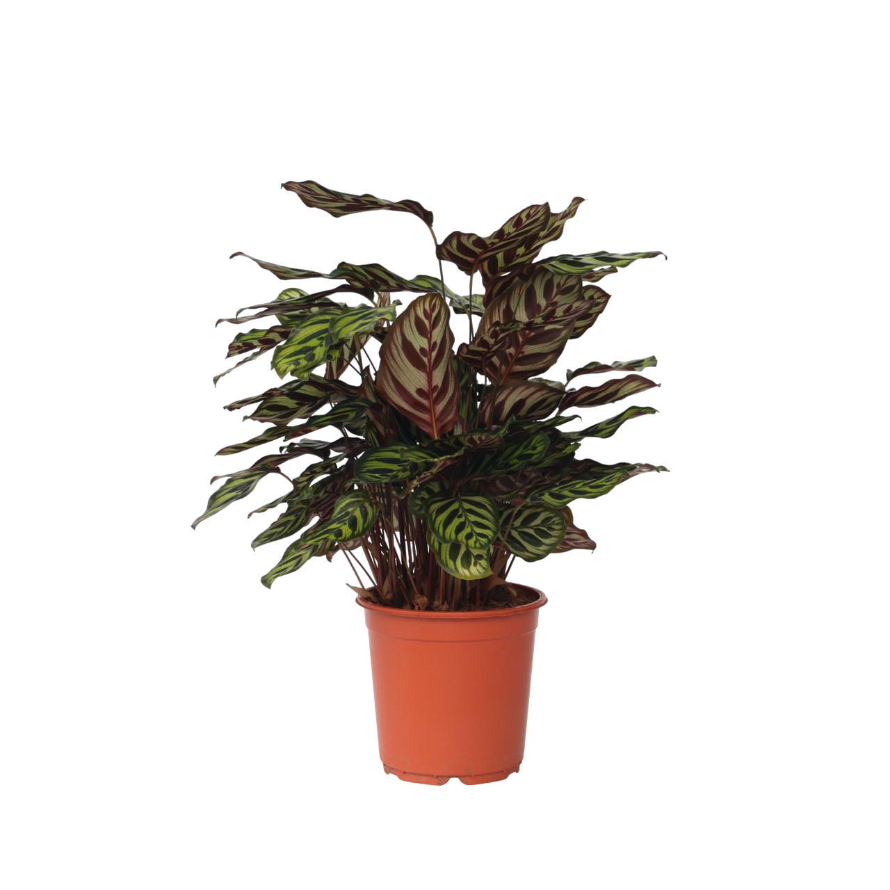 Prayer Plant - Calathea 'Makoyana' - Height 60-70cm - ⌀21cm
