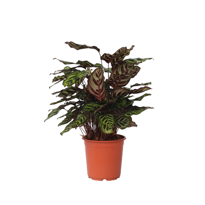 Prayer Plant - Calathea 'Makoyana' - Height 60-70cm - ⌀21cm