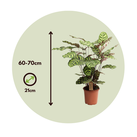 Prayer Plant - Calathea 'Makoyana' - Height 60-70cm - ⌀21cm