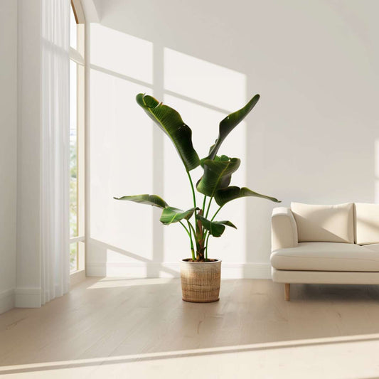Canary banana - Musa 'Dwarf Cavendish' - Height 90-100cm - ⌀21cm