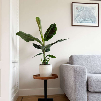 Canary banana - Musa 'Dwarf Cavendish' - Height 90-100cm - ⌀21cm