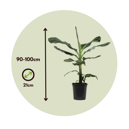 Canary banana - Musa 'Dwarf Cavendish' - Height 90-100cm - ⌀21cm