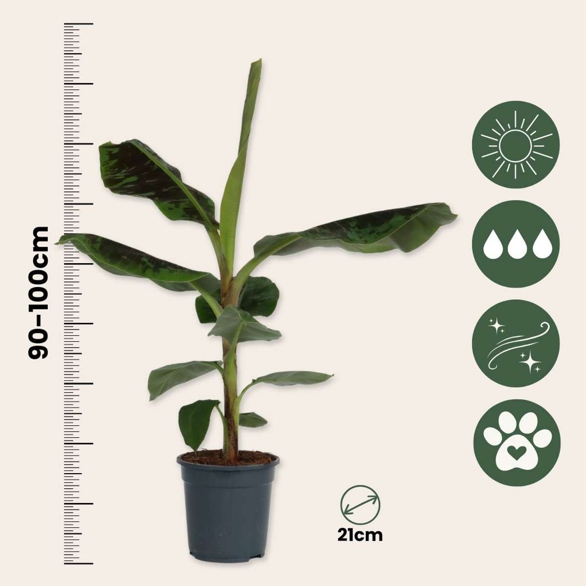 Canary banana - Musa 'Dwarf Cavendish' - Height 90-100cm - ⌀21cm