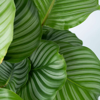 Prayer Plant - Calathea 'Orbifolia' - Height 55-60cm - ⌀21cm