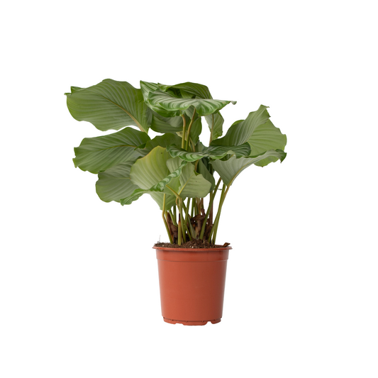 Prayer Plant - Calathea 'Orbifolia' - Height 55-60cm - ⌀21cm