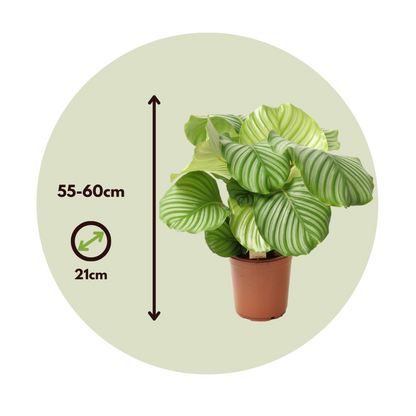 Prayer Plant - 2 pcs. - Calathea 'Orbifolia' - Height 55-60cm - ⌀21cm