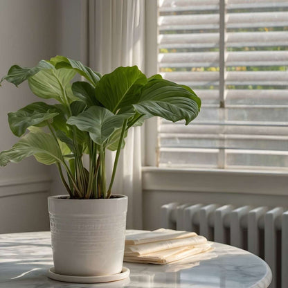 Prayer Plant - 2 pcs. - Calathea 'Orbifolia' - Height 55-60cm - ⌀21cm