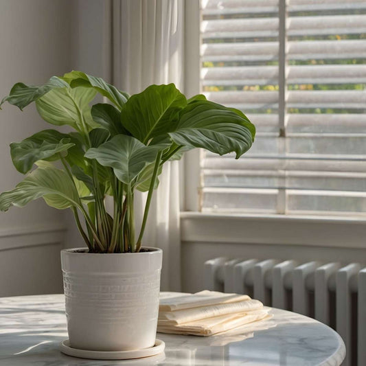 Prayer Plant - 2 pcs. - Calathea 'Orbifolia' - Height 55-60cm - ⌀21cm