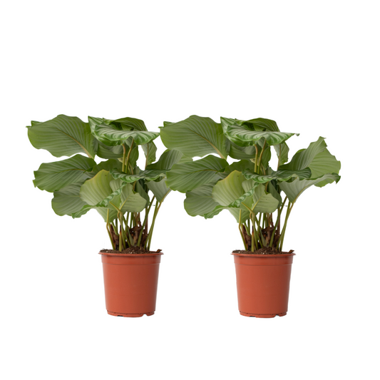 Prayer Plant - 2 pcs. - Calathea 'Orbifolia' - Height 55-60cm - ⌀21cm
