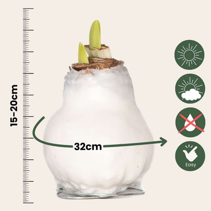 Amaryllis - Hippeastrum 'Wax White' - Flower Bulb - Red