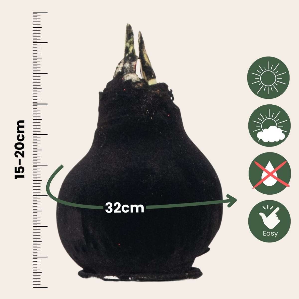 Amaryllis - Hippeastrum 'Velvet Black' - Flower Bulb - Red