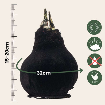 Amaryllis - Hippeastrum 'Velvet Black' - Flower Bulb - Red