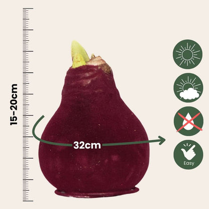 Amaryllis - Hippeastrum 'Velvet Bordeaux' - Flower Bulb - Red