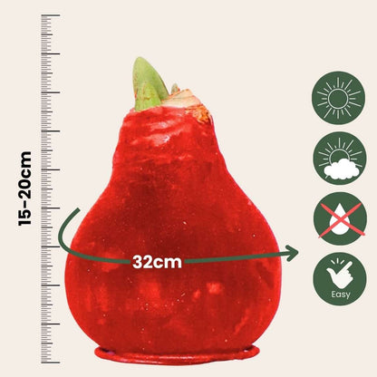 Amaryllis - Hippeastrum 'Velvet Red' - Flower Bulb - Red