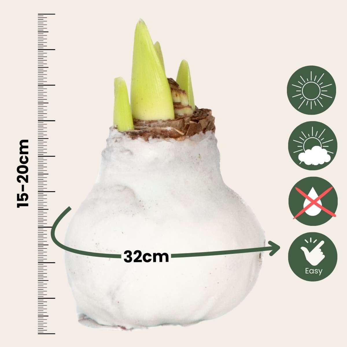 Amaryllis - Hippeastrum 'Velvet White' - Flower Bulb - White