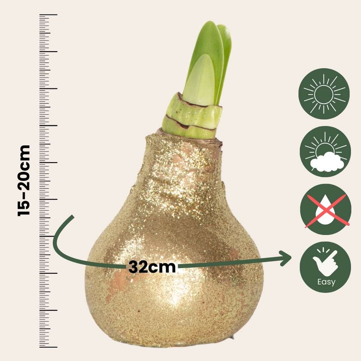 Amaryllis - Hippeastrum 'Glitter Gold' - Flower Bulb - Red