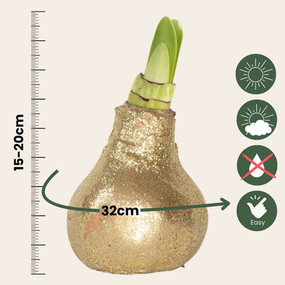 Amaryllis - Hippeastrum 'Glitter Gold' - Flower Bulb - Red