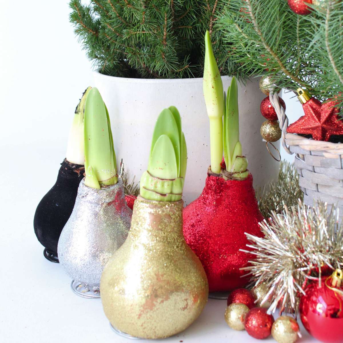 Amaryllis - Hippeastrum 'Glitter Red' - Flower Bulb - Red