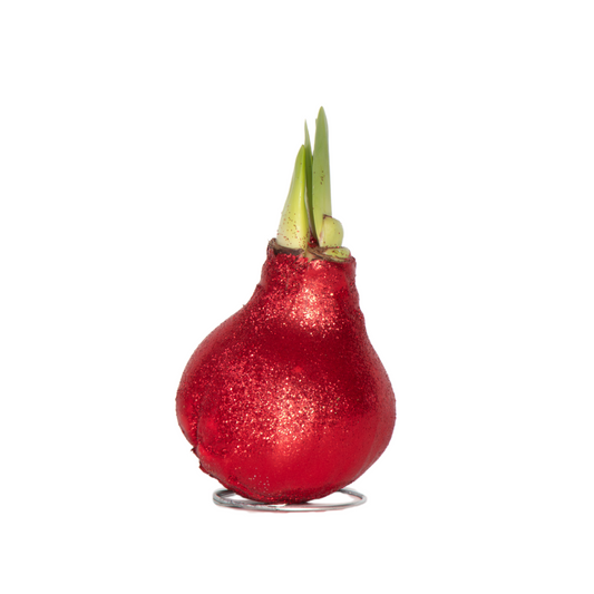 Amaryllis - Hippeastrum 'Glitter Red' - Flower Bulb - Red