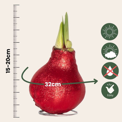 Amaryllis - Hippeastrum 'Glitter Red' - Flower Bulb - Red