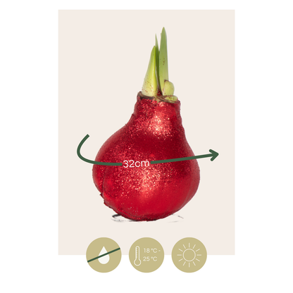 Amaryllis - Hippeastrum 'Glitter Red' - Flower Bulb - Red