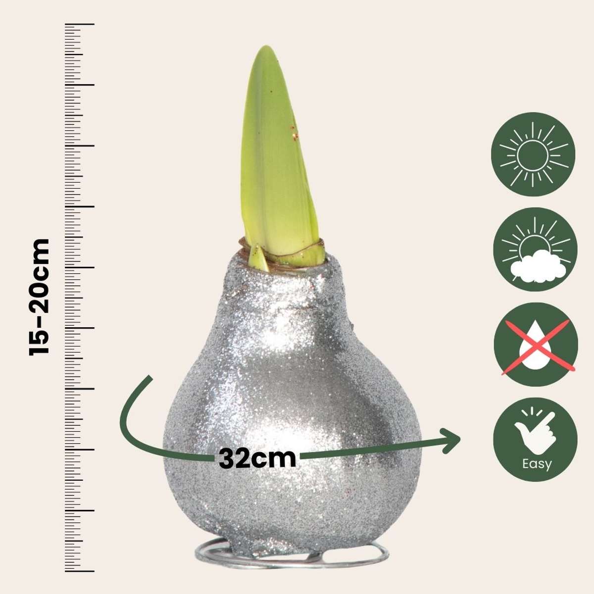 Amaryllis - Hippeastrum 'Glitter Silver' - Flower Bulb - Red