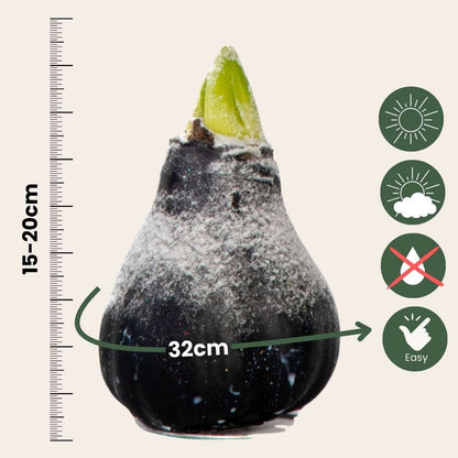 Amaryllis - hippeastrum 'Wax Snow Black' - Flower Bulb - Red