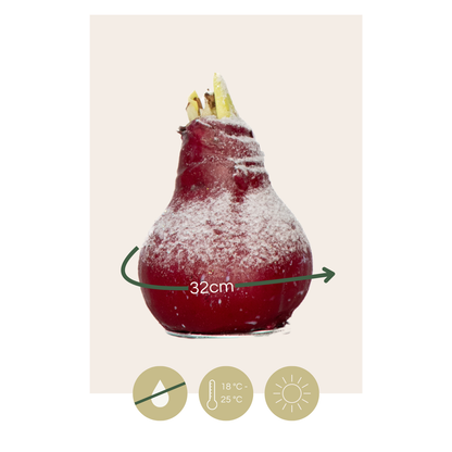 Amaryllis - Hippeastrum 'Wax Snow Red' - Flower Bulb - Red