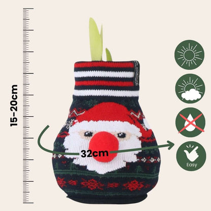 Amaryllis - Hippeastrum 'Santa Sweater' - Flower Bulb - Red